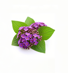 Heliotrope