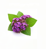 Heliotrope