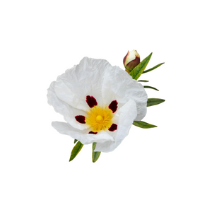 Labdanum