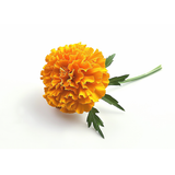 Marigold