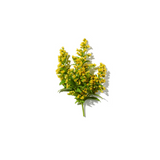 Mimosa