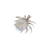 Night Blooming Cereus