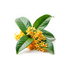Osmanthus