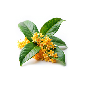 Osmanthus