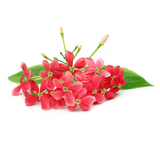 Rangoon Creeper