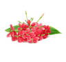 Rangoon creeper