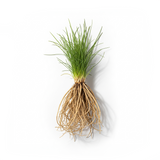 Vetiver