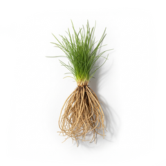 Vetiver