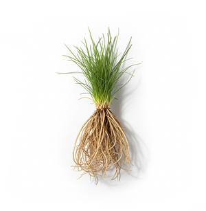 Vetiver