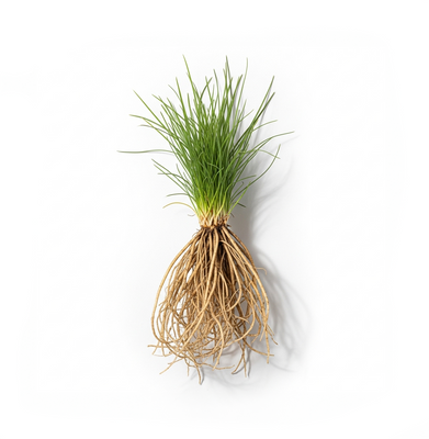 Vetiver