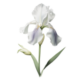 White Iris