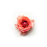 Wild Rose